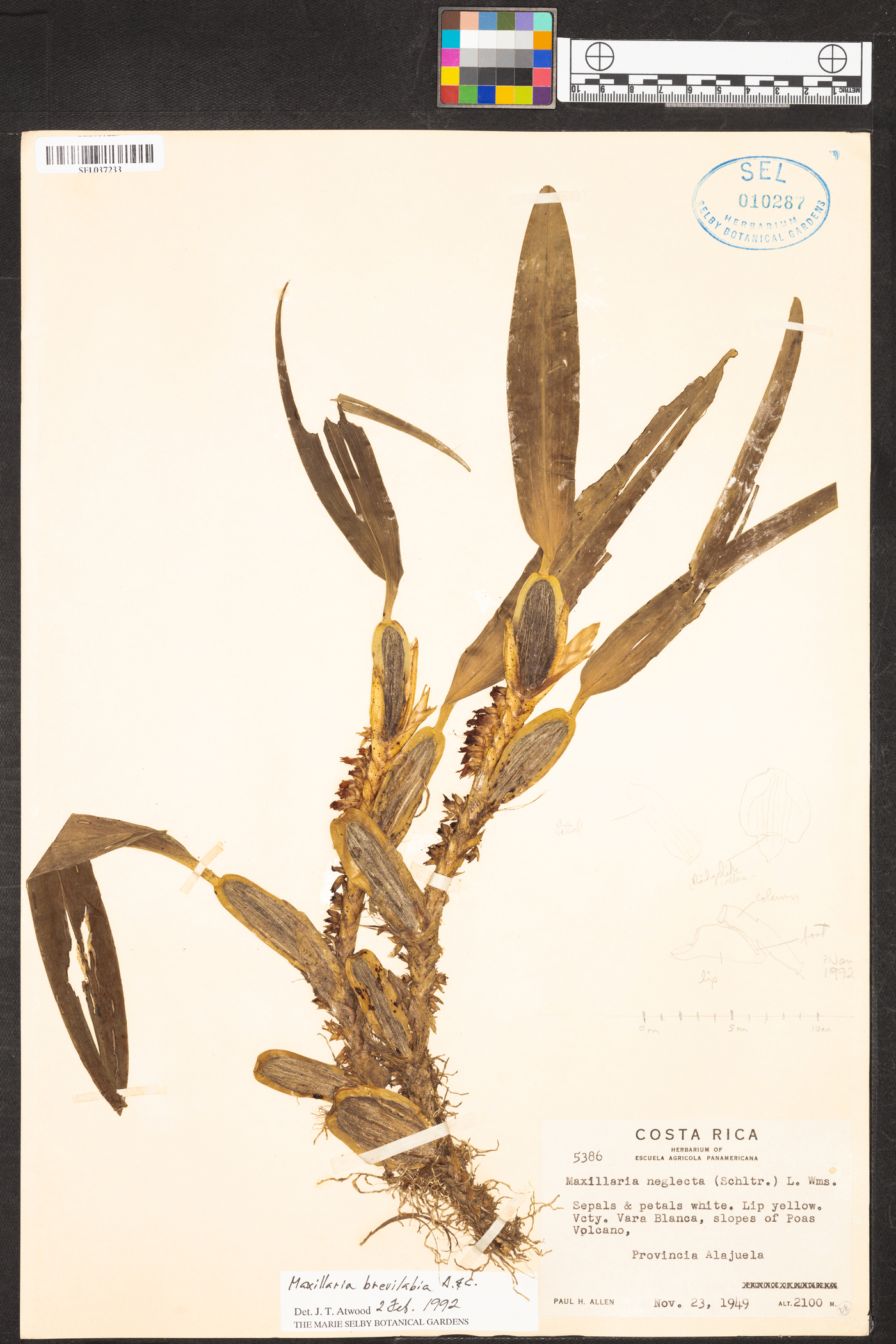 Maxillaria brevilabia image