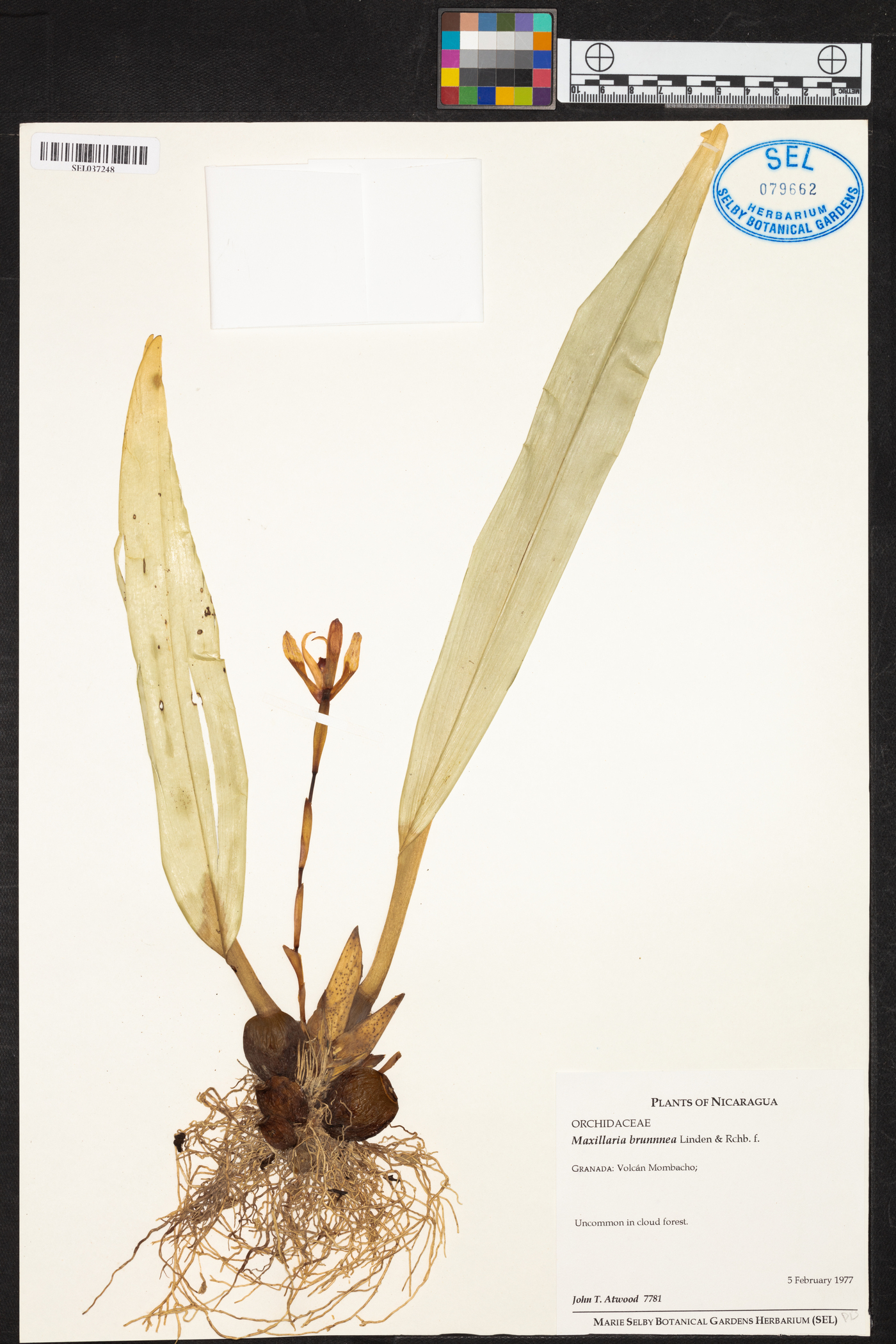 Maxillaria brunnea image