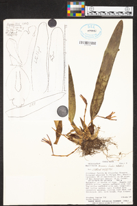 Maxillaria brunnea image