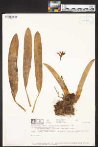 Maxillaria brunnea image