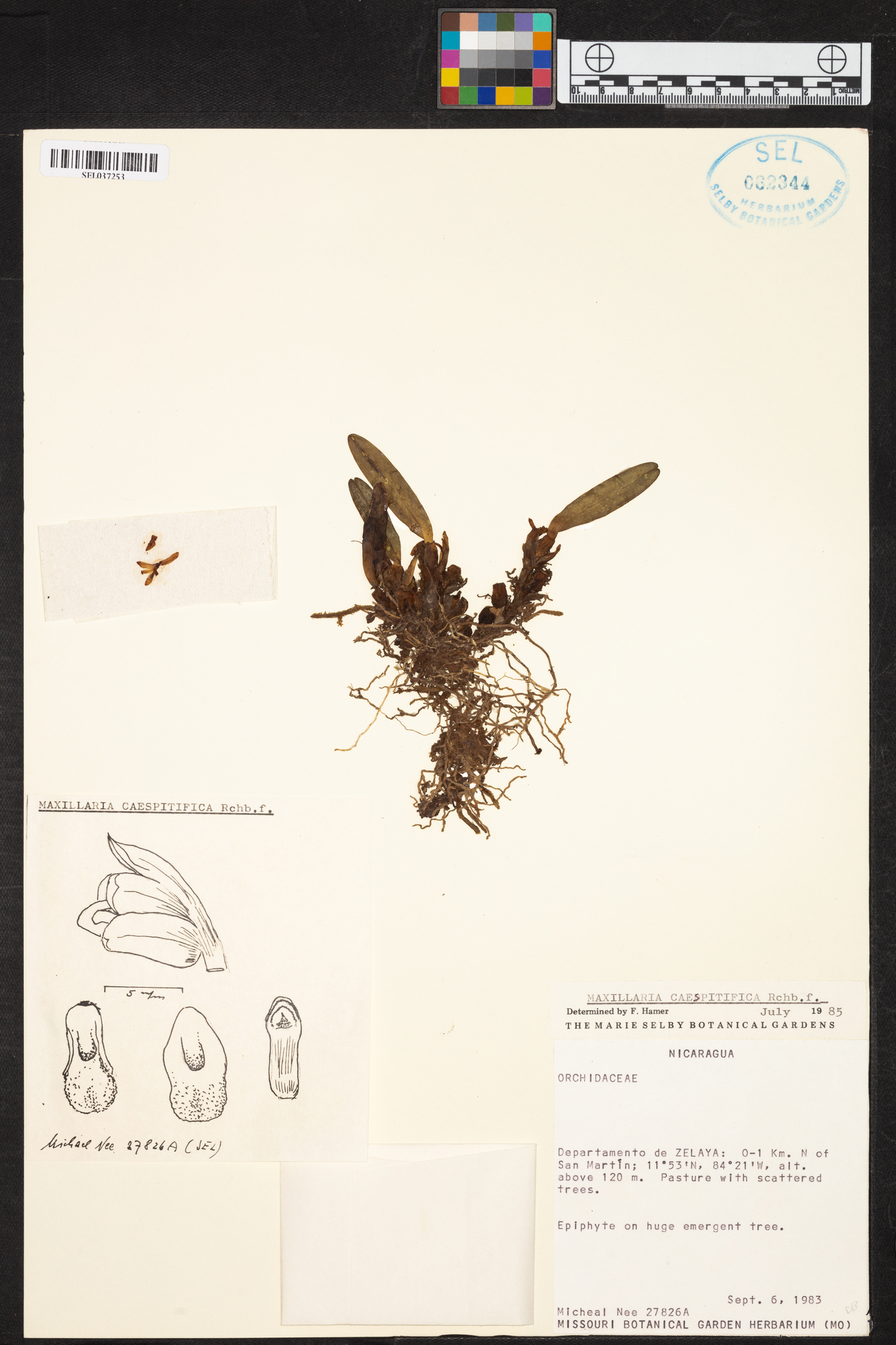 Maxillaria caespitifica image