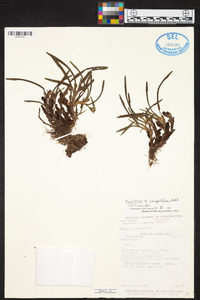 Maxillaria caespitifica image