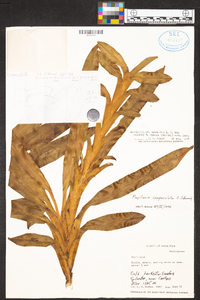 Maxillaria campanulata image