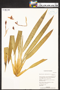 Maxillaria chartacifolia image