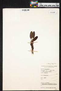 Maxillaria cobanensis image