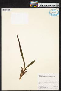 Maxillaria coccinea image