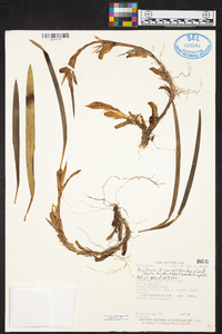 Maxillaria concavilabia image