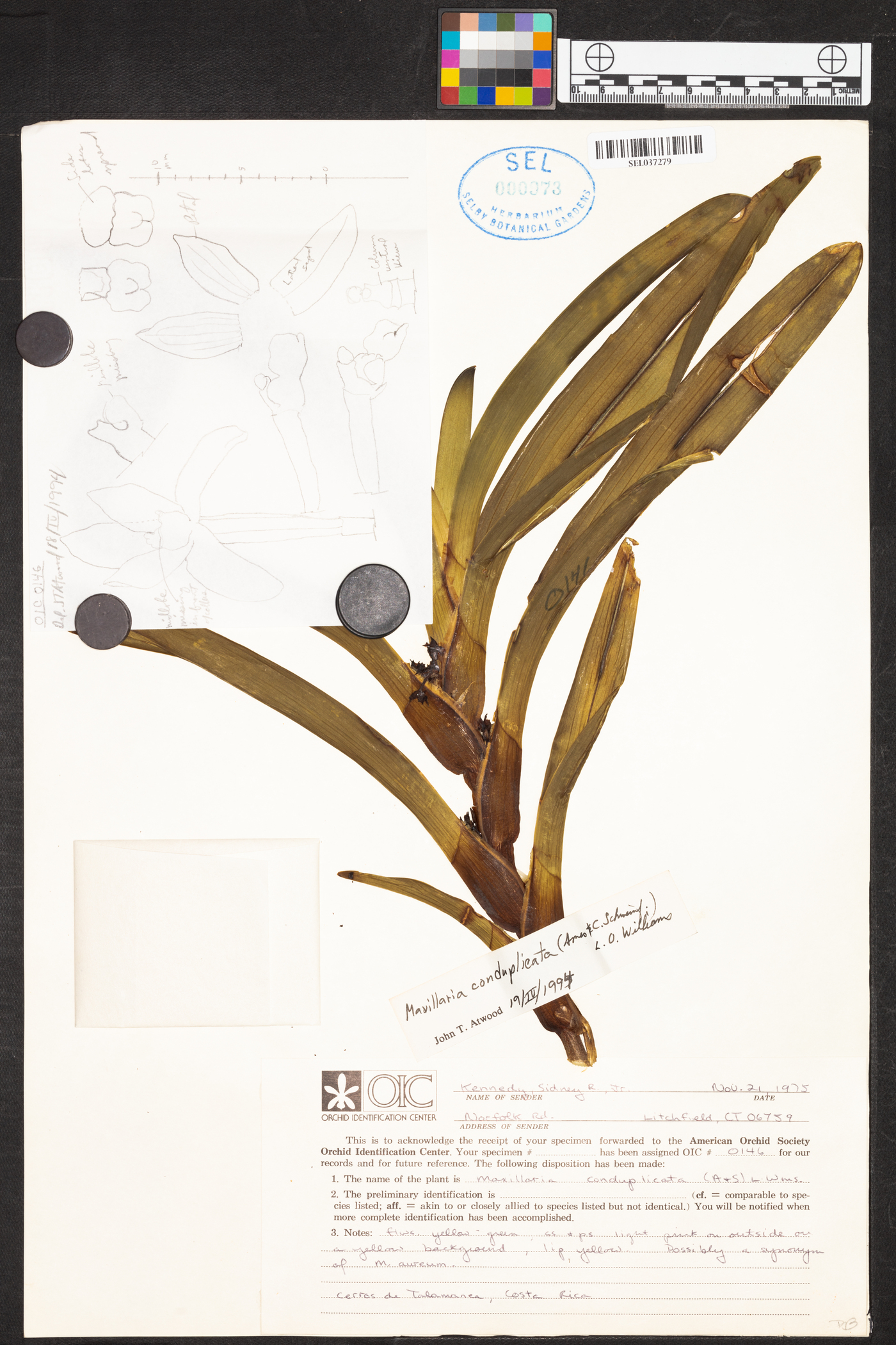 Maxillaria conduplicata image