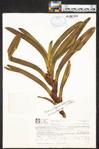 Maxillaria conduplicata image