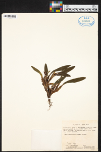 Maxillaria costaricensis image