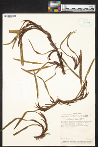 Maxillaria costaricensis image