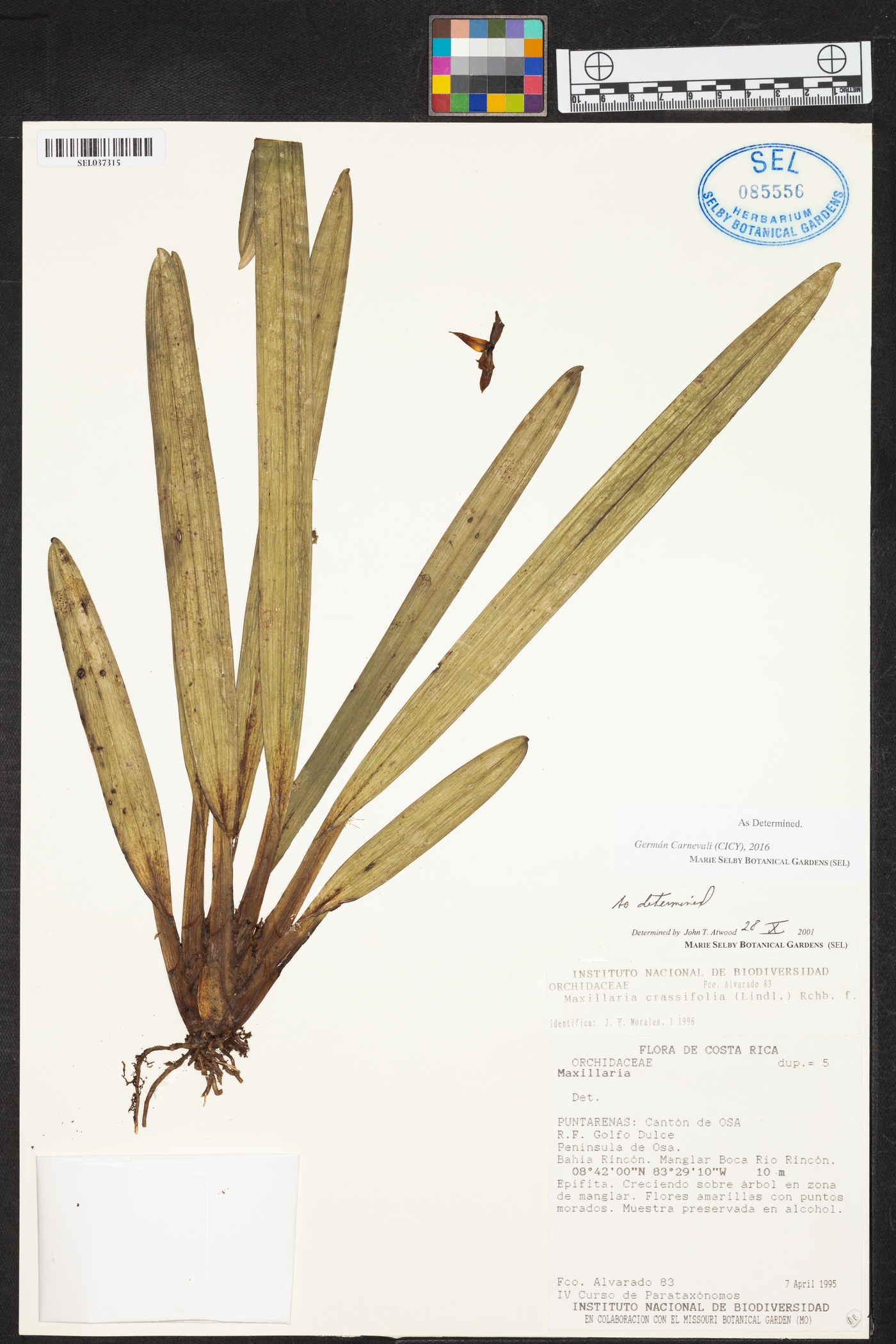 Maxillaria crassifolia image