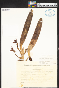 Maxillaria cucullata image
