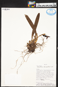 Maxillaria cucullata image