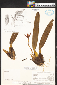 Maxillaria cucullata image