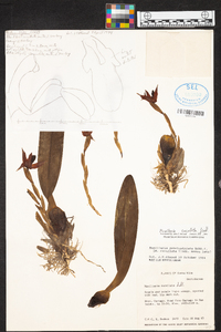 Maxillaria cucullata image