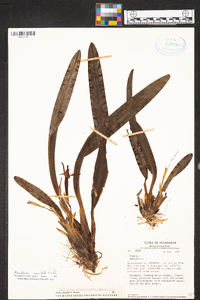 Maxillaria cucullata image
