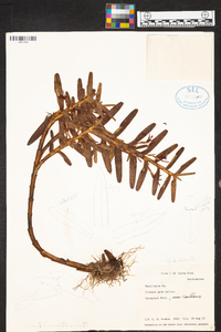 Maxillaria dendrobioides image