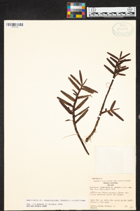 Maxillaria dendrobioides image