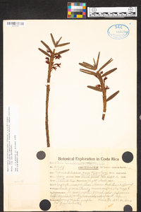 Maxillaria dendrobioides image