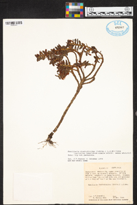 Maxillaria dendrobioides image