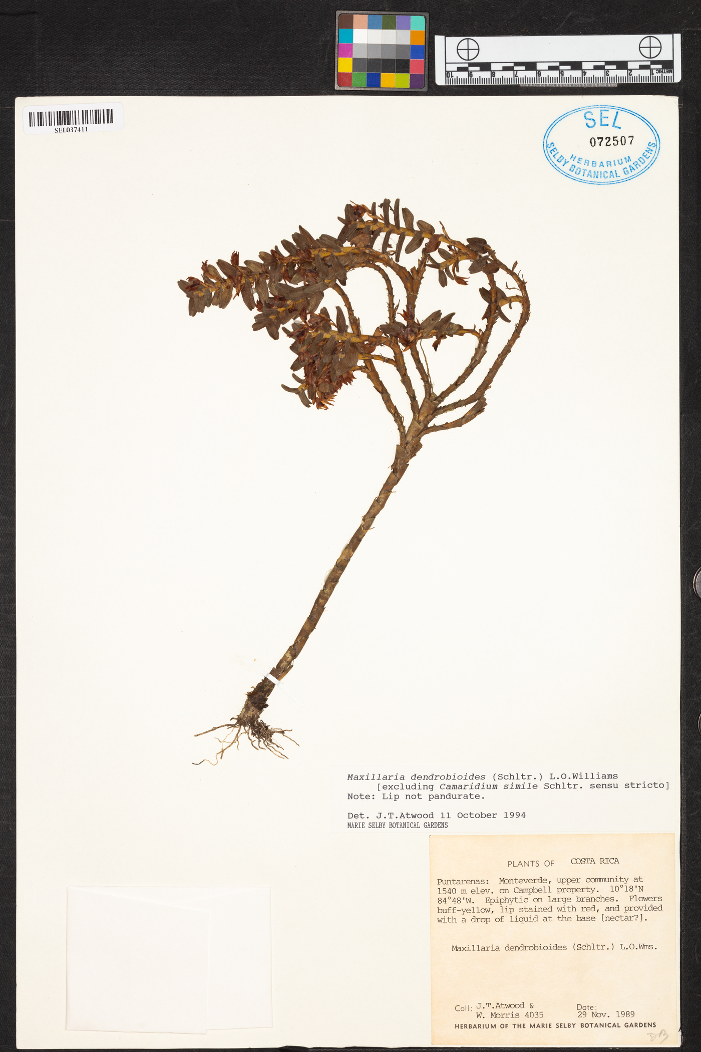 Maxillaria dendrobioides image