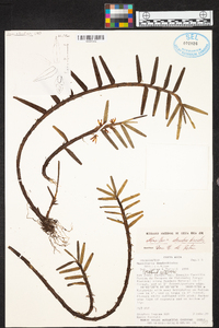 Maxillaria dendrobioides image