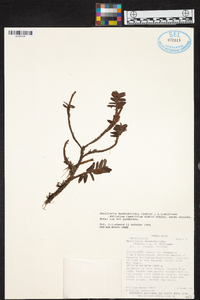 Maxillaria dendrobioides image