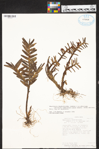 Maxillaria dendrobioides image