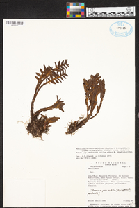 Maxillaria dendrobioides image