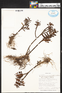 Maxillaria dendrobioides image