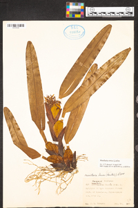 Maxillaria densa image