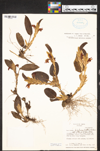 Maxillaria dichotoma image