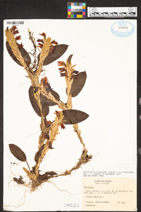 Maxillaria dichotoma image