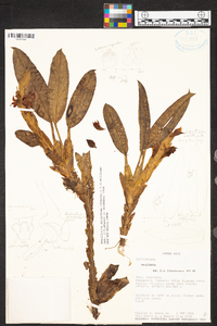 Maxillaria dichotoma image