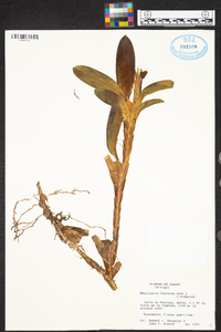 Maxillaria diuturna image