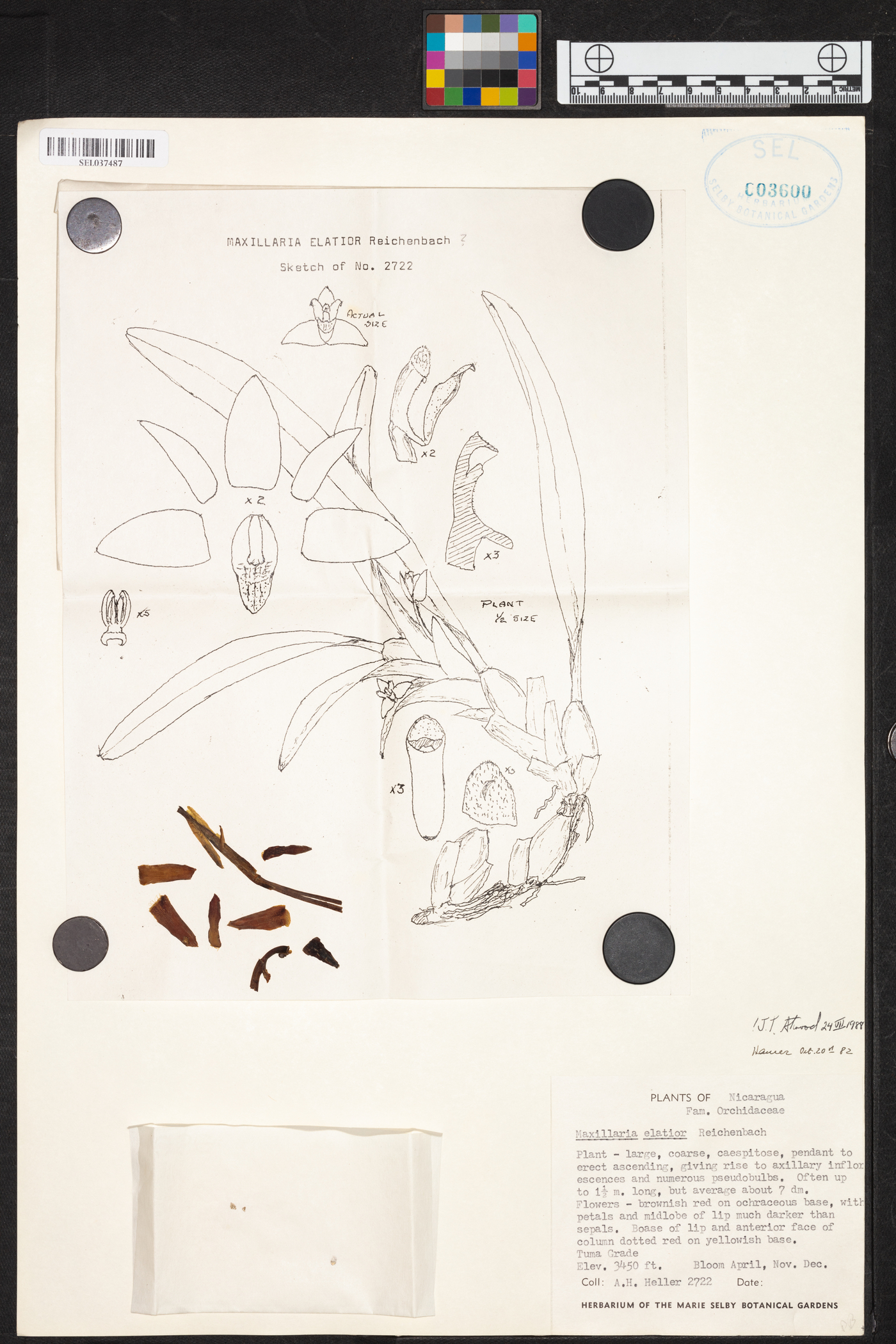 Maxillaria elatior image