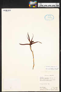 Maxillaria endresii image