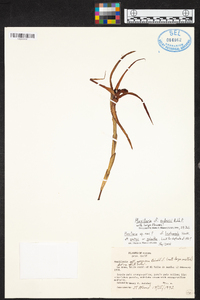 Maxillaria endresii image