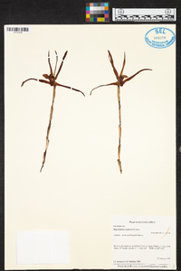 Maxillaria endresii image