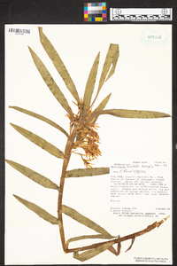 Maxillaria exaltata image