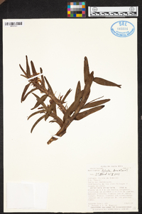 Maxillaria falcata image