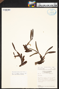 Maxillaria friedrichsthalii image