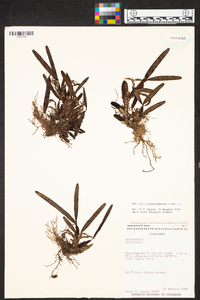 Maxillaria friedrichsthalii image