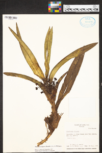Maxillaria fulgens image