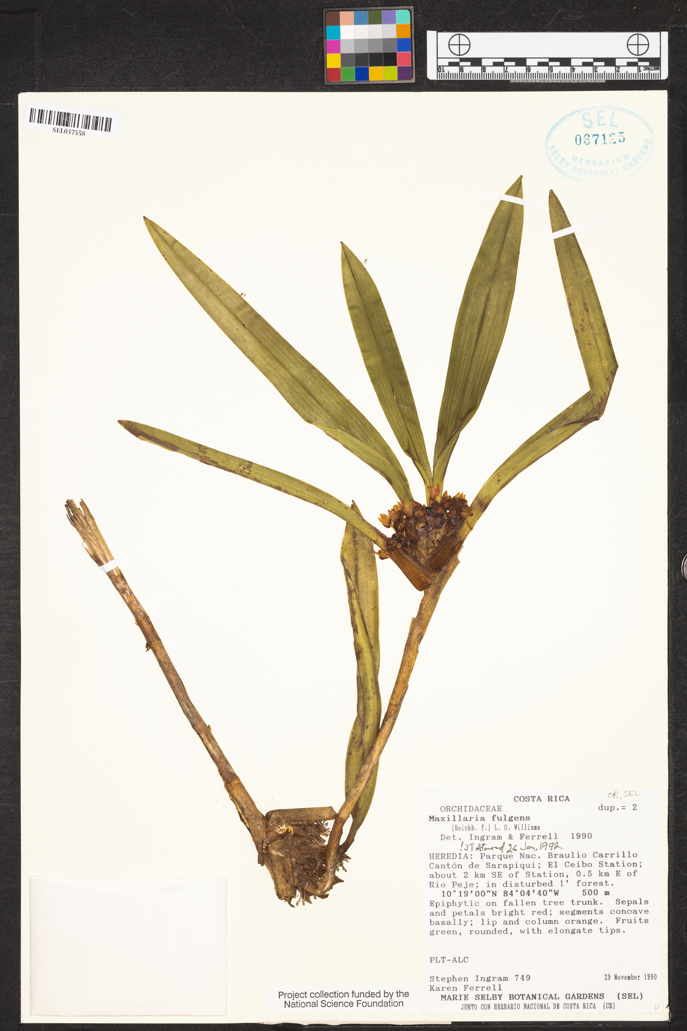 Maxillaria fulgens image