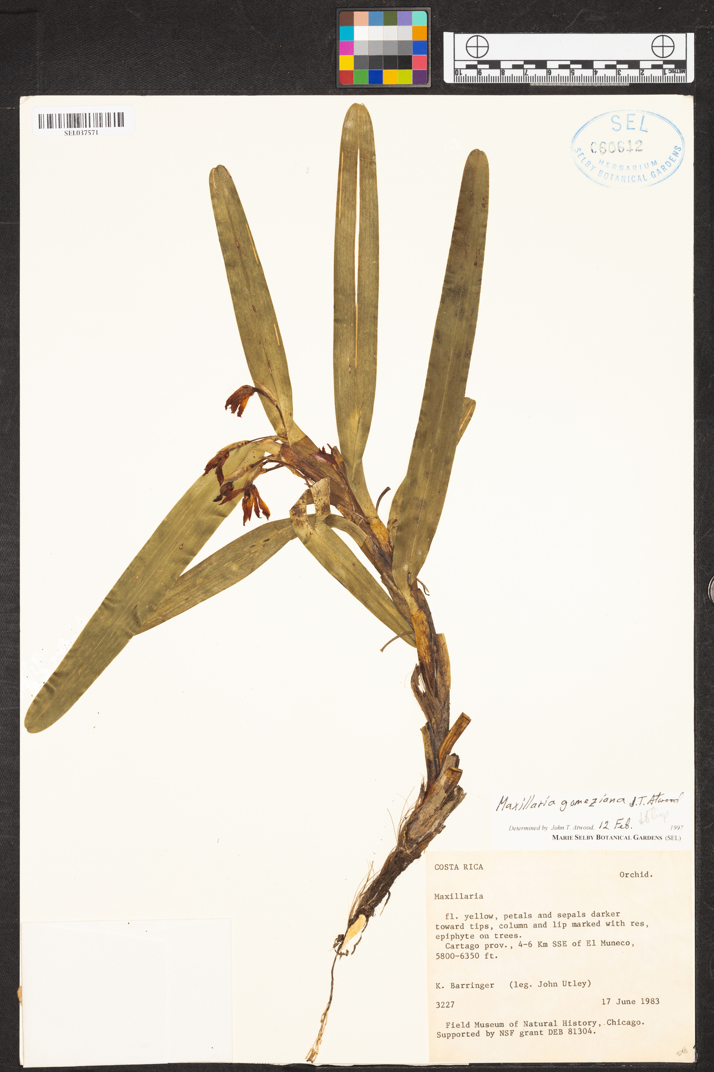 Maxillaria gomeziana image