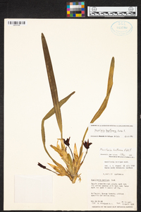 Maxillaria houtteana image