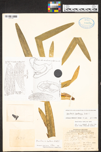 Maxillaria houtteana image