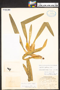 Maxillaria houtteana image